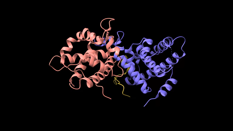Healthy liver illustration showing albumīns protein function in bloodstream