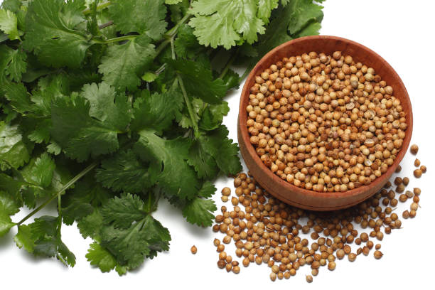 Fresh green koriandri leaves and dried seeds displayed in wooden bowl with natural lighting and rustic kitchen background